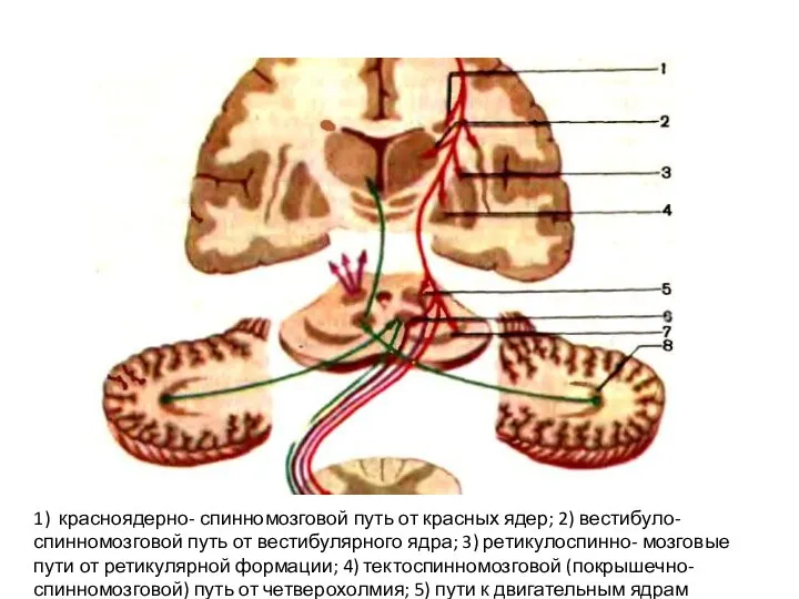 1) красноядерно- спинномозговой путь от красных ядер; 2) вестибуло-спинномозговой путь от