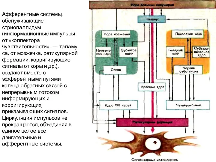 Афферентные системы, обслуживающие стриопаллидум (информационные импульсы от «коллектора чувствительности» — таламуса,