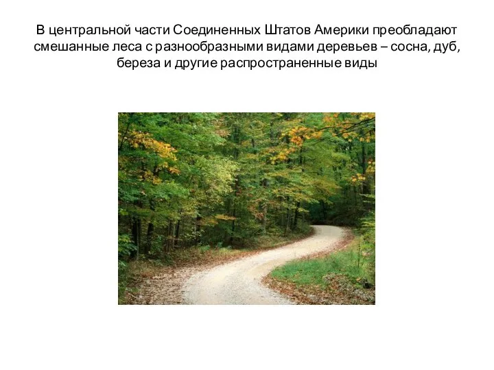 В центральной части Соединенных Штатов Америки преобладают смешанные леса с разнообразными