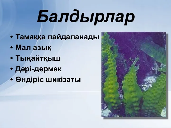 Балдырлар Тамаққа пайдаланады Мал азық Тыңайтқыш Дәрі-дәрмек Өндіріс шикізаты