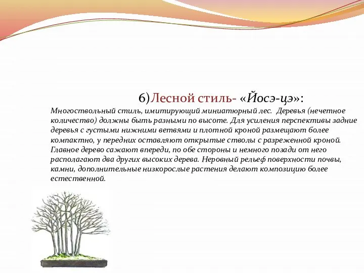 6)Лесной стиль- «Йосэ-цэ»: Многоствольный стиль, имитирующий миниатюрный лес. Деревья (нечетное количество)