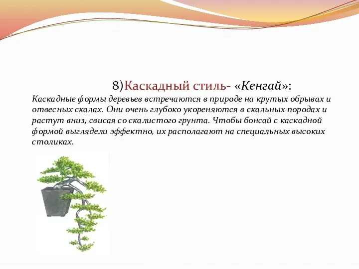 8)Каскадный стиль- «Кенгай»: Каскадные формы деревьев встречаются в природе на крутых