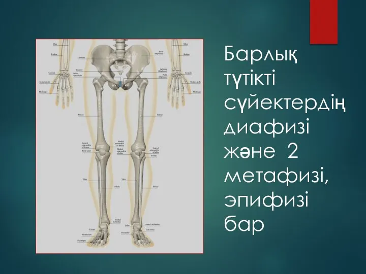 Барлық түтікті сүйектердің диафизі және 2 метафизі, эпифизі бар