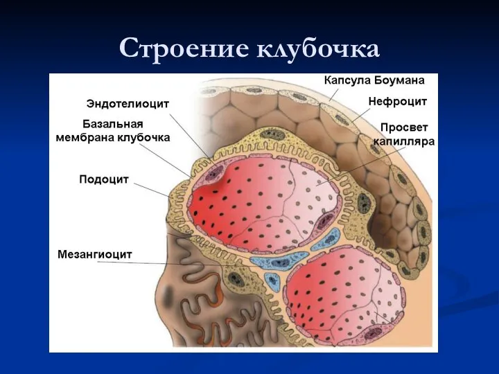 Строение клубочка