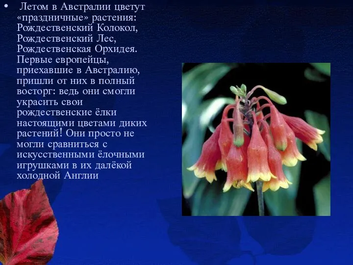 Летом в Австралии цветут «праздничные» растения: Рождественский Колокол, Рождественский Лес, Рождественская