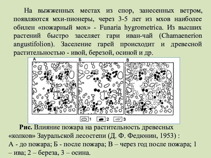 На выжженных местах из спор, занесенных ветром, появляются мхи-пионеры, через 3-5