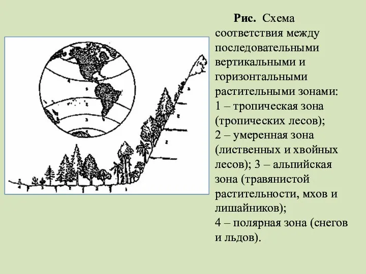 Рис. Схема соответствия между последовательными вертикальными и горизонтальными растительными зонами: 1