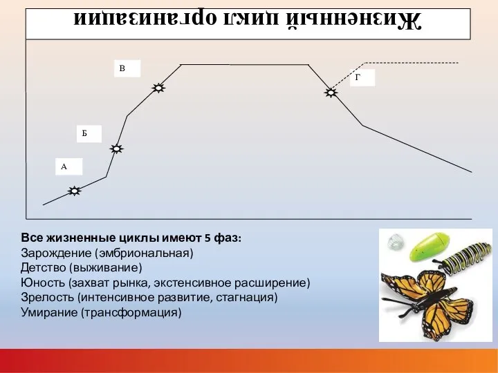 Все жизненные циклы имеют 5 фаз: Зарождение (эмбриональная) Детство (выживание) Юность