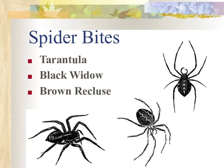 Spider Bites Tarantula Black Widow Brown Recluse
