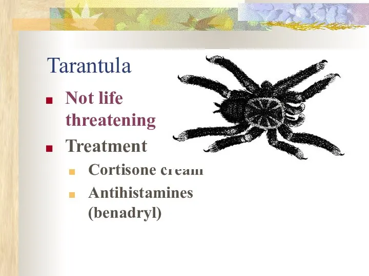 Tarantula Not life threatening Treatment Cortisone cream Antihistamines (benadryl)