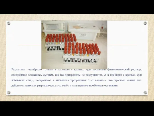 Результаты четвёртого опыта: в пробирке с кровью, куда добавляли физиологический раствор,