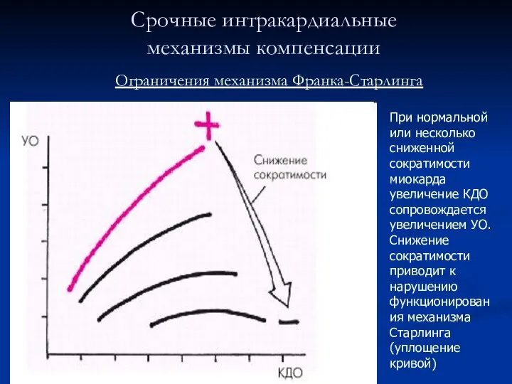 Срочные интракардиальные механизмы компенсации Ограничения механизма Франка-Старлинга При нормальной или несколько