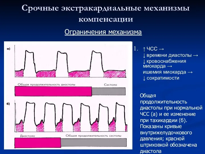 Срочные экстракардиальные механизмы компенсации ↑ ЧСС → ↓ времени диастолы →