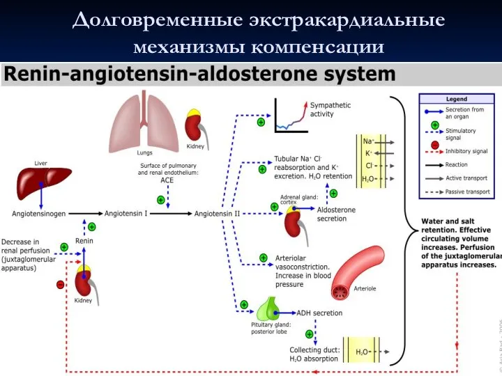 Долговременные экстракардиальные механизмы компенсации