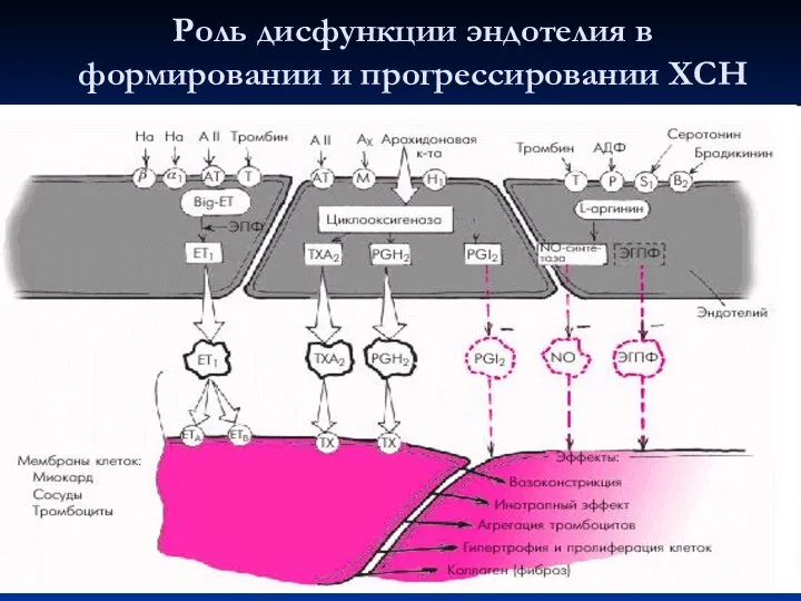 Роль дисфункции эндотелия в формировании и прогрессировании ХСН