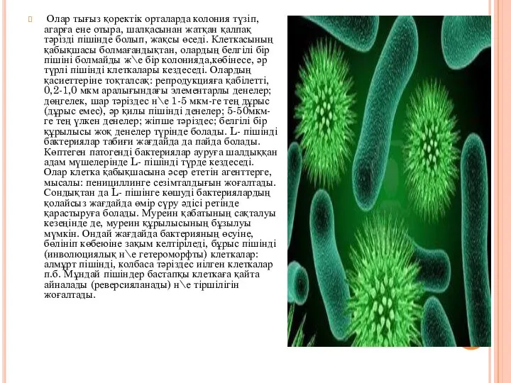 Олар тығыз қоректік орталарда колония түзіп, агарға ене отыра, шалқасынан жатқан