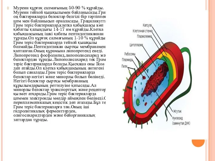 Муреин құрғақ салмағының 50-90 % құрайды.Муреин тейхой қышқылымен байланысады.Грам оң бактерияларда