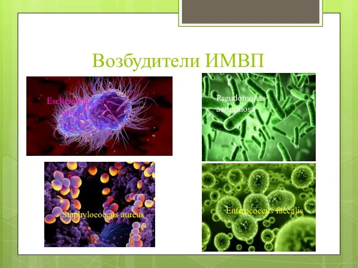 Возбудители ИМВП Escherichia coli Pseudomonas aeruginosa Staphylococcus aureus Enterococcus faecalis