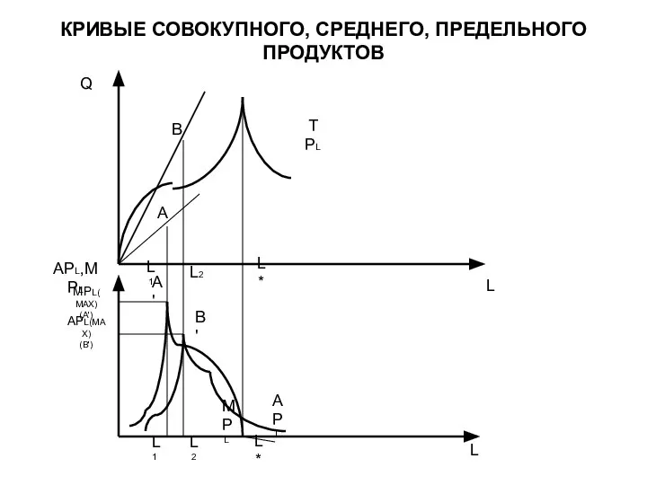 КРИВЫЕ СОВОКУПНОГО, СРЕДНЕГО, ПРЕДЕЛЬНОГО ПРОДУКТОВ L Q APL,MPL MPL(MAX) (A') APL(MAX)