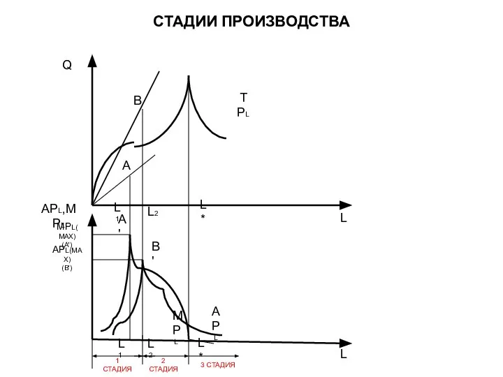 СТАДИИ ПРОИЗВОДСТВА L Q APL,MPL MPL(MAX) (A') APL(MAX) (B') A' B'