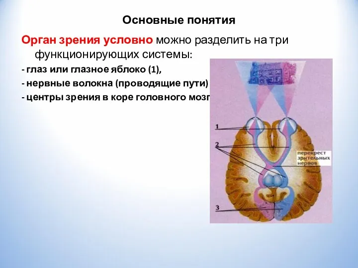 Основные понятия Орган зрения условно можно разделить на три функционирующих системы: