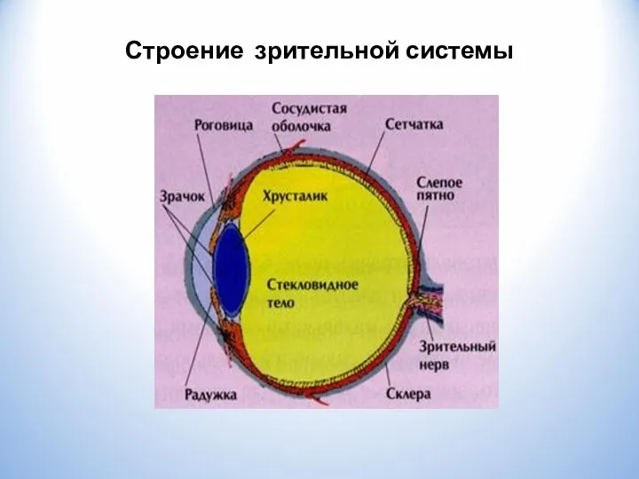 Строение зрительной системы