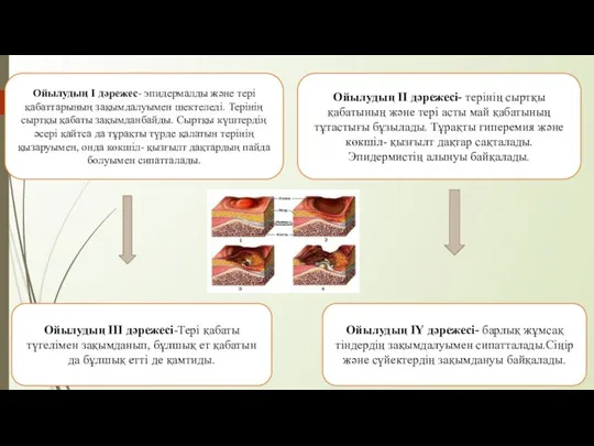 Ойылудың ІІІ дәрежесі-Тері қабаты түгелімен зақымданып, бұлшық ет қабатын да бұлшық