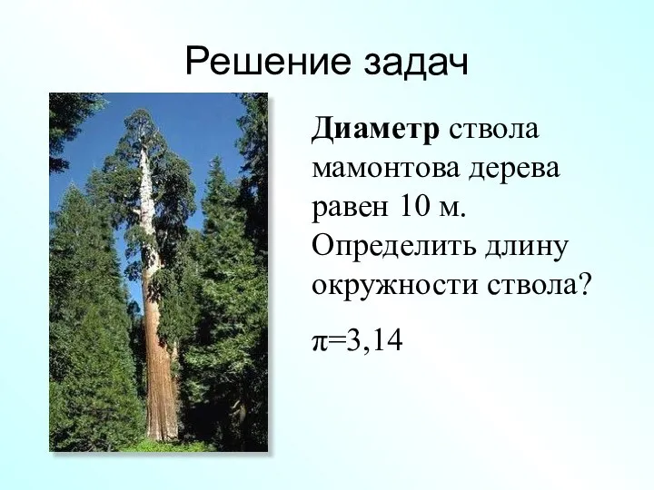 Решение задач Диаметр ствола мамонтова дерева равен 10 м. Определить длину окружности ствола? π=3,14