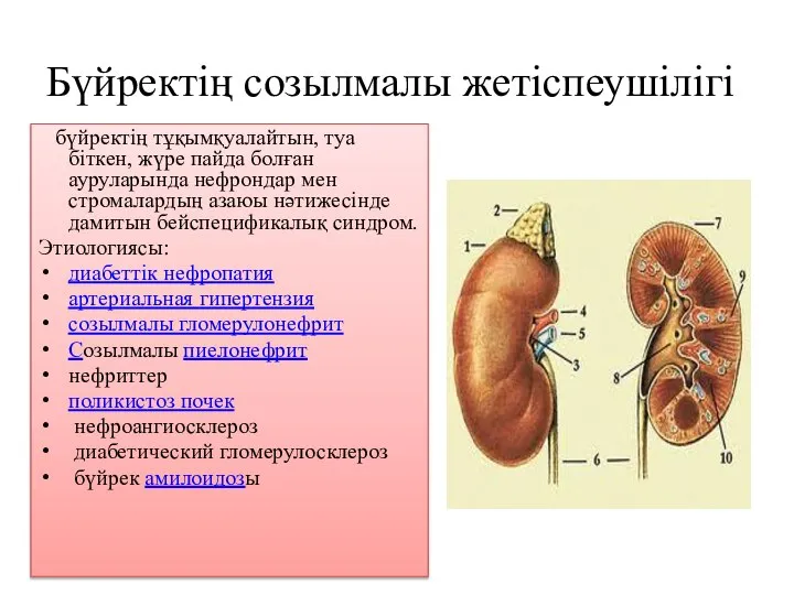 Бүйректің созылмалы жетіспеушілігі бүйректің тұқымқуалайтын, туа біткен, жүре пайда болған ауруларында