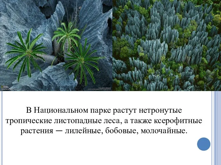 В Национальном парке растут нетронутые тропические листопадные леса, а также ксерофитные растения — лилейные, бобовые, молочайные.