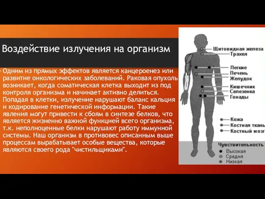 Воздействие излучения на организм Одним из прямых эффектов является канцероенез или