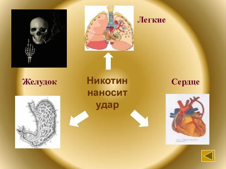 Никотин наносит удар Легкие Желудок Сердце