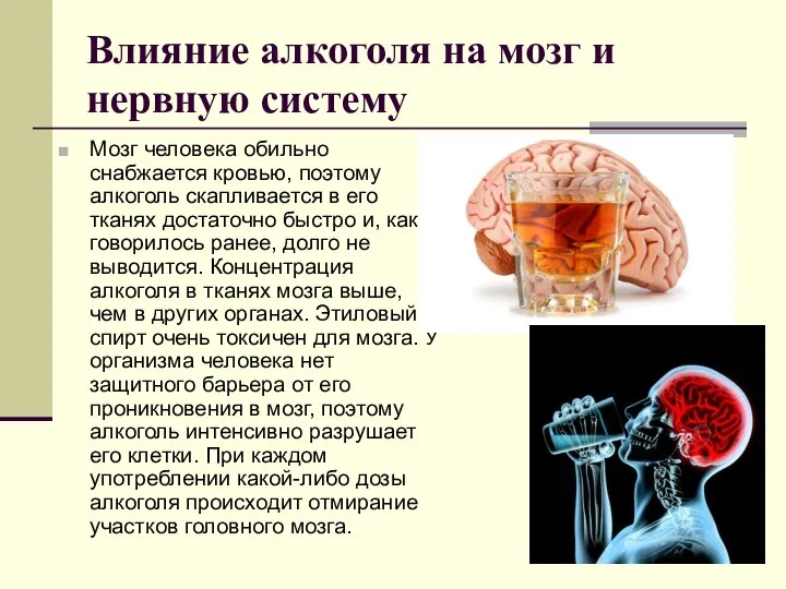 Влияние алкоголя на мозг и нервную систему Мозг человека обильно снабжается