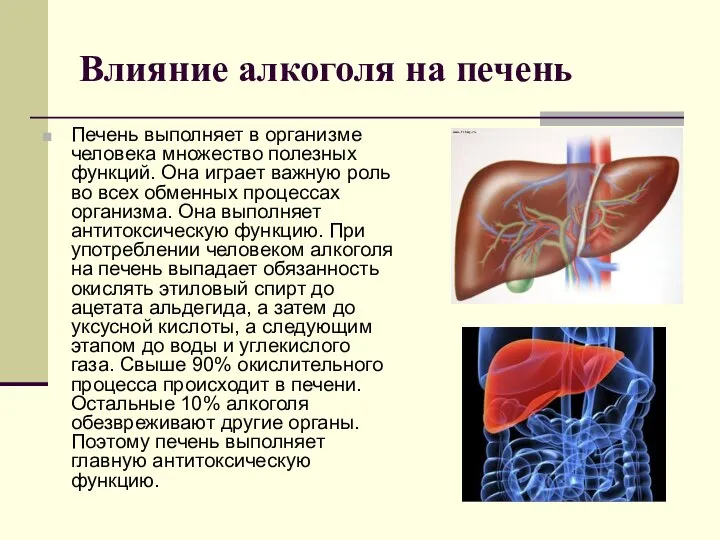 Влияние алкоголя на печень Печень выполняет в организме человека множество полезных