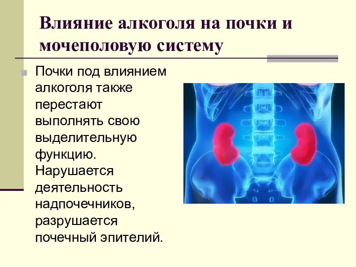 Влияние алкоголя на почки и мочеполовую систему Почки под влиянием алкоголя