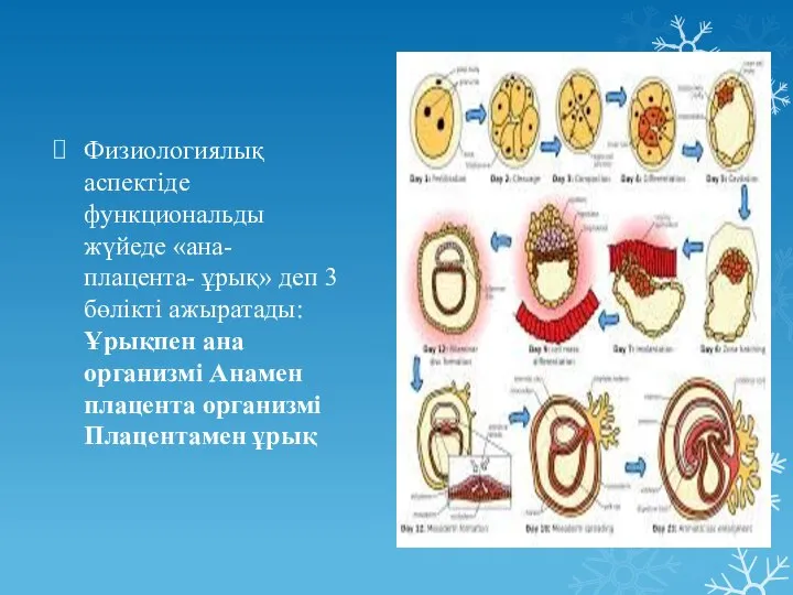 Физиологиялық аспектіде функциональды жүйеде «ана- плацента- ұрық» деп 3 бөлікті ажыратады: