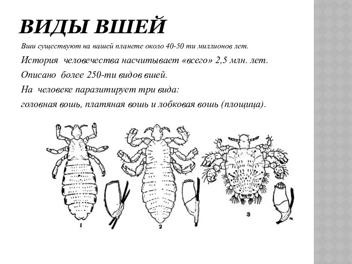 ВИДЫ ВШЕЙ Вши существуют на нашей планете около 40-50 ти миллионов