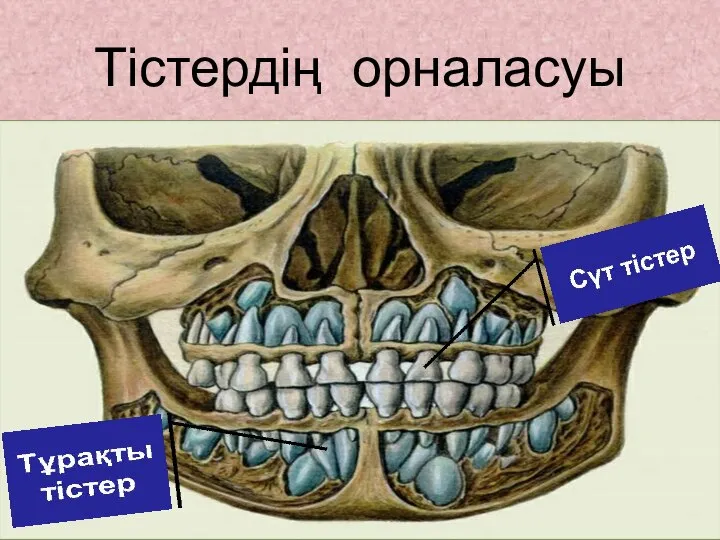 Тістердің орналасуы