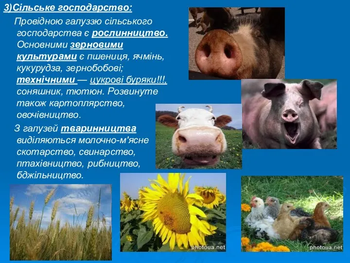 3)Сільське господарство: Провідною галуззю сільського господарства є рослинництво. Основними зерновими культурами