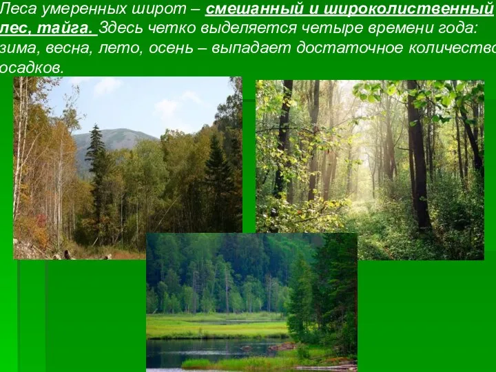 Леса умеренных широт – смешанный и широколиственный лес, тайга. Здесь четко