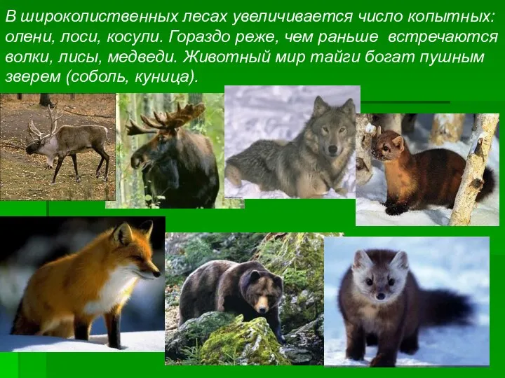 В широколиственных лесах увеличивается число копытных: олени, лоси, косули. Гораздо реже,