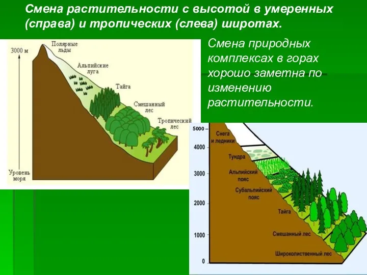 5000 – Смена растительности с высотой в умеренных (справа) и тропических