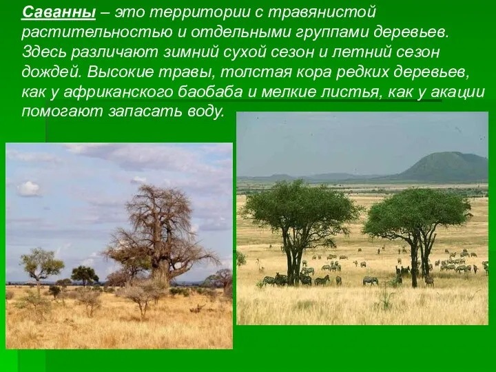 Саванны – это территории с травянистой растительностью и отдельными группами деревьев.