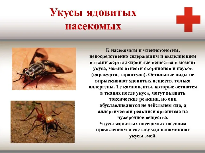 Укусы ядовитых насекомых К насекомым и членистоногим, непосредственно содержащим и выделяющим
