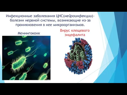 Инфекционные заболевания ЦНС(нейроинфекции)-болезни нервной системы, возникающие из-за проникновения в нее микроорганизмов. Менингококк Вирус клещевого энцефалита