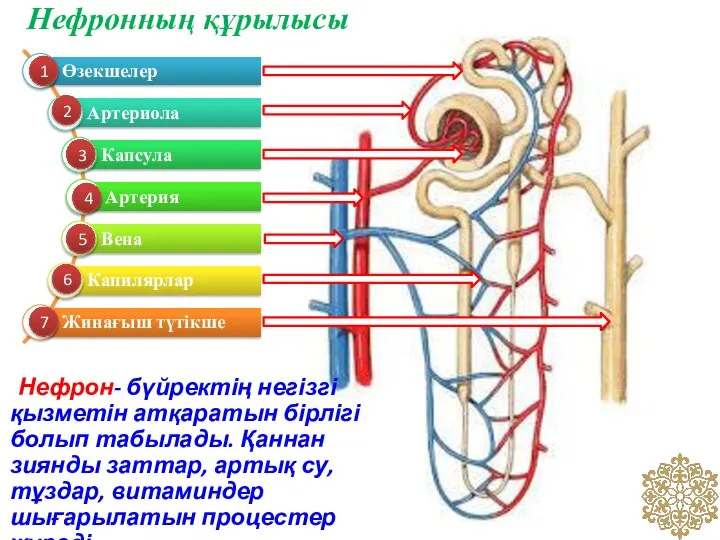 Нефронның құрылысы 1 2 3 4 5 6 7 Нефрон- бүйректің