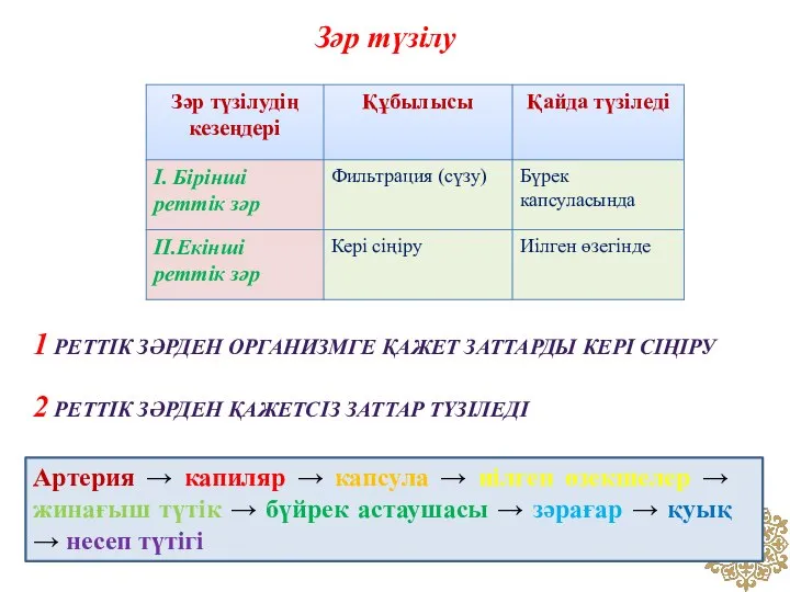 Зәр түзілу Артерия → капиляр → капсула → иілген өзекшелер →