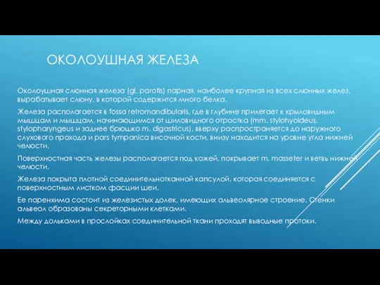 ОКОЛОУШНАЯ ЖЕЛЕЗА Околоушная слюнная железа (gl. parotis) парная, наиболее крупная из