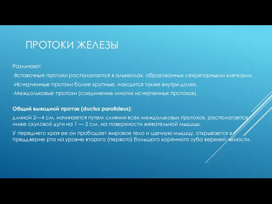 ПРОТОКИ ЖЕЛЕЗЫ Различают: -Вставочные протоки располагаются в альвеолах, образованных секреторными клетками.