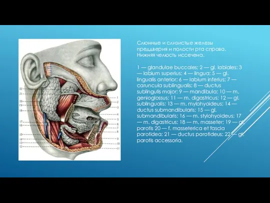 Слюнные и слизистые железы преддверия и полости рта справа. Нижняя челюсть